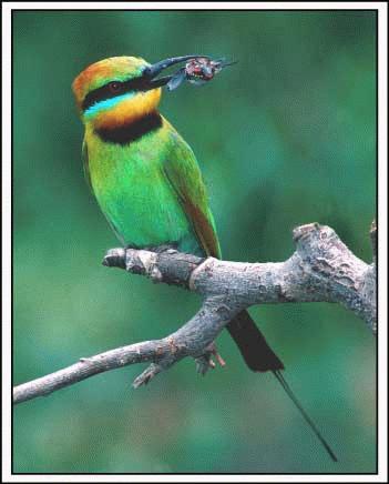 Bee eater with grub, Jim Thoms
