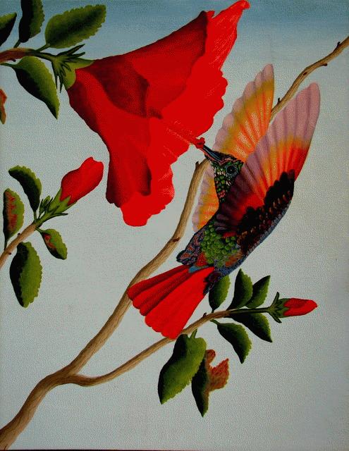 Beautiful Hummingbird