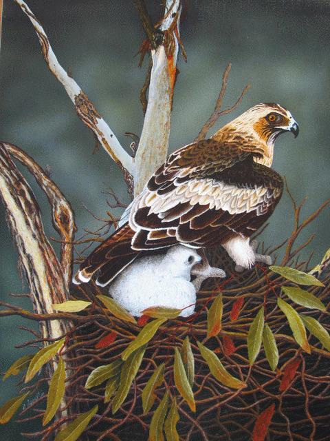 Beautiful Eagle & Chick