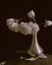 Delicate Decay -albumen print