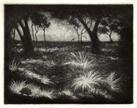 Echidna - Aquatint
